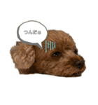 愛犬ココちゃんスタンプ♡（個別スタンプ：8）