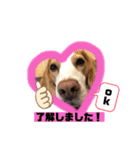 レモンビーグルスタンプ（個別スタンプ：5）