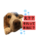 レモンビーグルスタンプ（個別スタンプ：6）