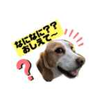 レモンビーグルスタンプ（個別スタンプ：7）