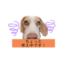 レモンビーグルスタンプ（個別スタンプ：8）
