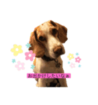 レモンビーグルスタンプ（個別スタンプ：10）