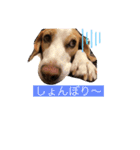 レモンビーグルスタンプ（個別スタンプ：11）