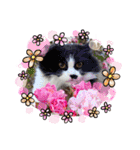 猫とチワワ（個別スタンプ：1）