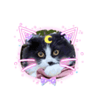 猫とチワワ（個別スタンプ：2）
