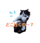 猫とチワワ（個別スタンプ：3）