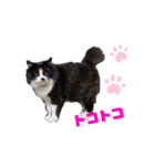 猫とチワワ（個別スタンプ：4）