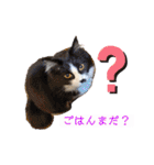 猫とチワワ（個別スタンプ：5）