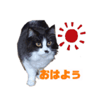 猫とチワワ（個別スタンプ：6）