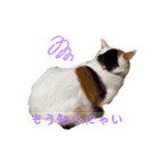 猫とチワワ（個別スタンプ：7）