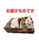 猫とチワワ（個別スタンプ：8）
