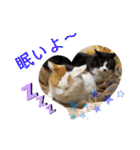 猫とチワワ（個別スタンプ：9）