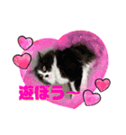 猫とチワワ（個別スタンプ：10）