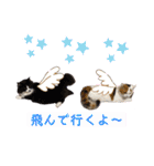 猫とチワワ（個別スタンプ：11）