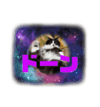 猫とチワワ（個別スタンプ：12）