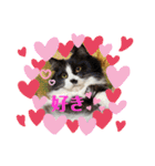 猫とチワワ（個別スタンプ：13）