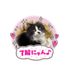 猫とチワワ（個別スタンプ：14）