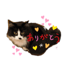 猫とチワワ（個別スタンプ：15）