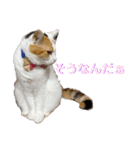 猫とチワワ（個別スタンプ：16）