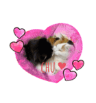 猫とチワワ（個別スタンプ：17）