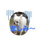 猫とチワワ（個別スタンプ：20）