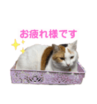猫とチワワ（個別スタンプ：25）