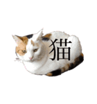 猫とチワワ（個別スタンプ：26）