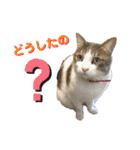 猫とチワワ（個別スタンプ：27）