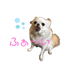 猫とチワワ（個別スタンプ：30）