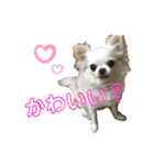 猫とチワワ（個別スタンプ：32）