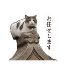 猫とチワワ（個別スタンプ：33）