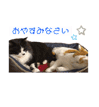 猫とチワワ（個別スタンプ：36）