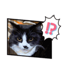 猫とチワワ（個別スタンプ：37）