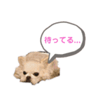 猫とチワワ（個別スタンプ：38）