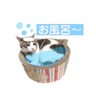 猫とチワワ（個別スタンプ：40）