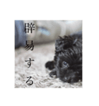 毒吐くいっぬ。（個別スタンプ：6）