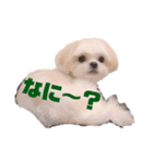 寂しがり屋ももちゃん 2（個別スタンプ：1）