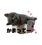 一言はちろう（個別スタンプ：3）