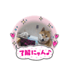 可愛いふたりマルとシロ（個別スタンプ：1）