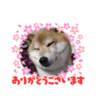可愛いふたりマルとシロ（個別スタンプ：3）