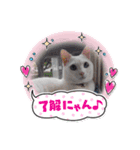 可愛いふたりマルとシロ（個別スタンプ：10）