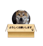 可愛いふたりマルとシロ（個別スタンプ：16）
