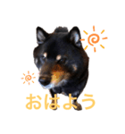 タロだよ3（個別スタンプ：4）