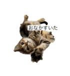 れおんきゅん（個別スタンプ：5）