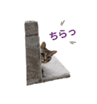 とらとら日記2（個別スタンプ：3）
