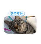 とらとら日記2（個別スタンプ：11）