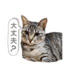 とらとら日記2（個別スタンプ：13）