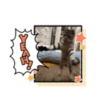 とらとら日記2（個別スタンプ：15）