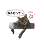 とらとら日記2（個別スタンプ：17）
