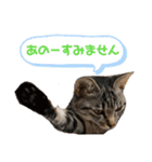 とらとら日記2（個別スタンプ：23）